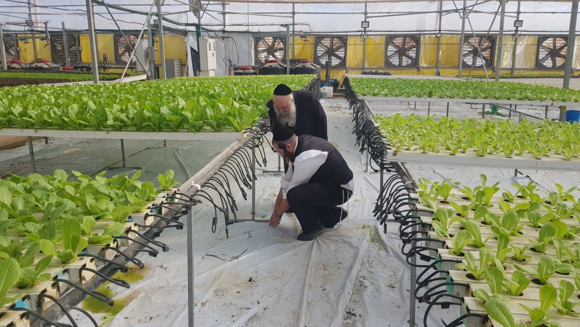 ערב שמיטה בחברת ‘עלים’