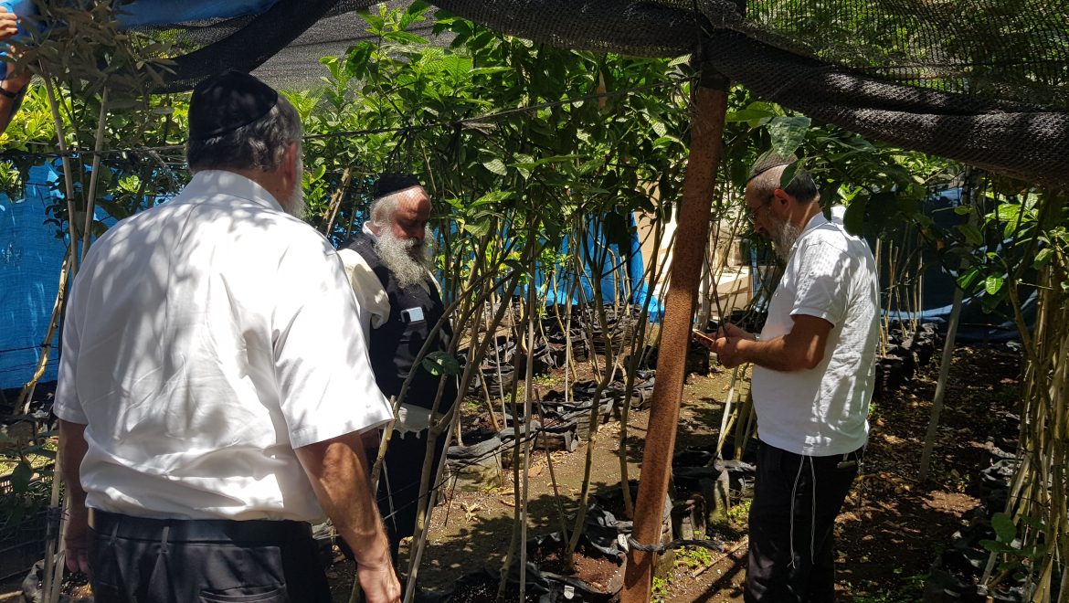 בדיקת זן חדש של אתרוגים