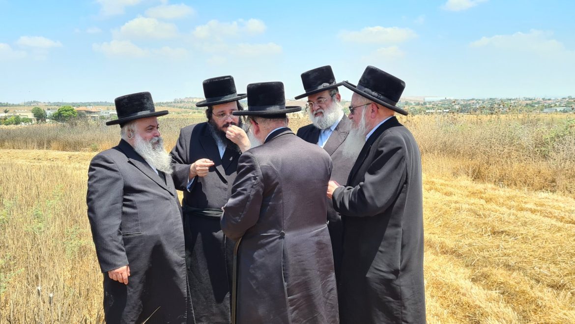 קציר חיטים תשפ”א